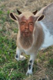 Island Goat Picture